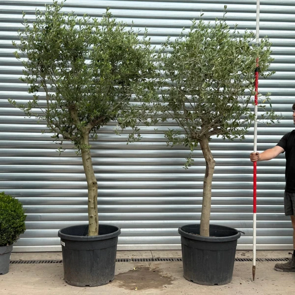 Super DUO of Mature Olive Fruit Tree Specimens 19816 17