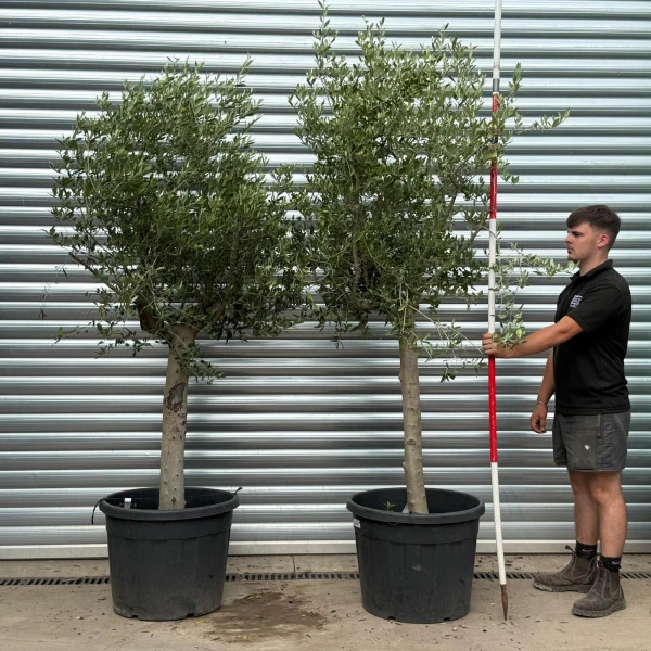 Super DUO of Mature Olive Fruit Tree Specimens 19818 19