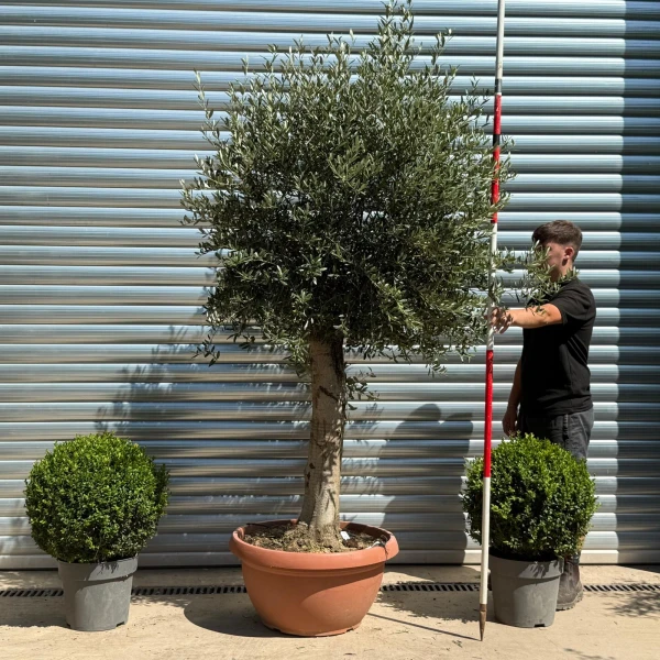 Lovely Mature Olive Fruit Tree in our Bowl Format 19820