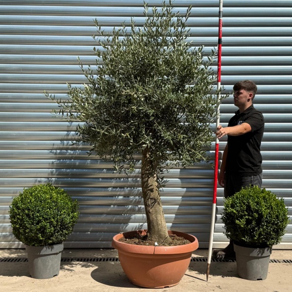 Lovely Mature Olive Fruit Tree in our Bowl Format 19821