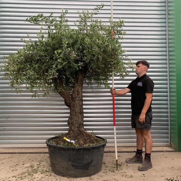 Beautiful Branched Ancient Specimen Olive Fruit Tree 19905