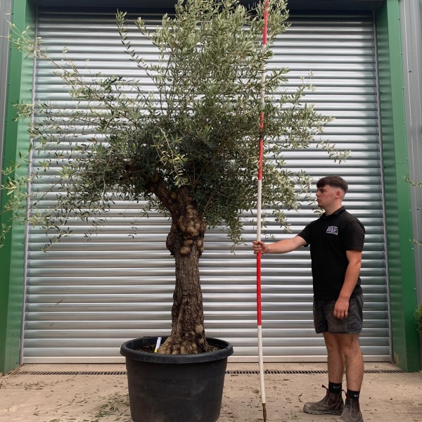 Beautiful Ancient Specimen Olive Fruit Tree 19906