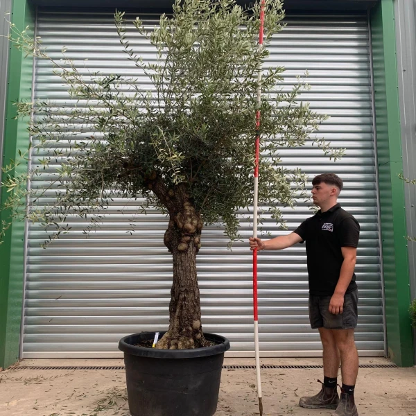 Beautiful Ancient Specimen Olive Fruit Tree 19906