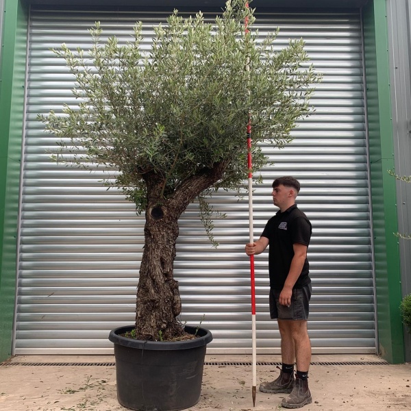 Beautiful Ancient Specimen Olive Fruit Tree 19907