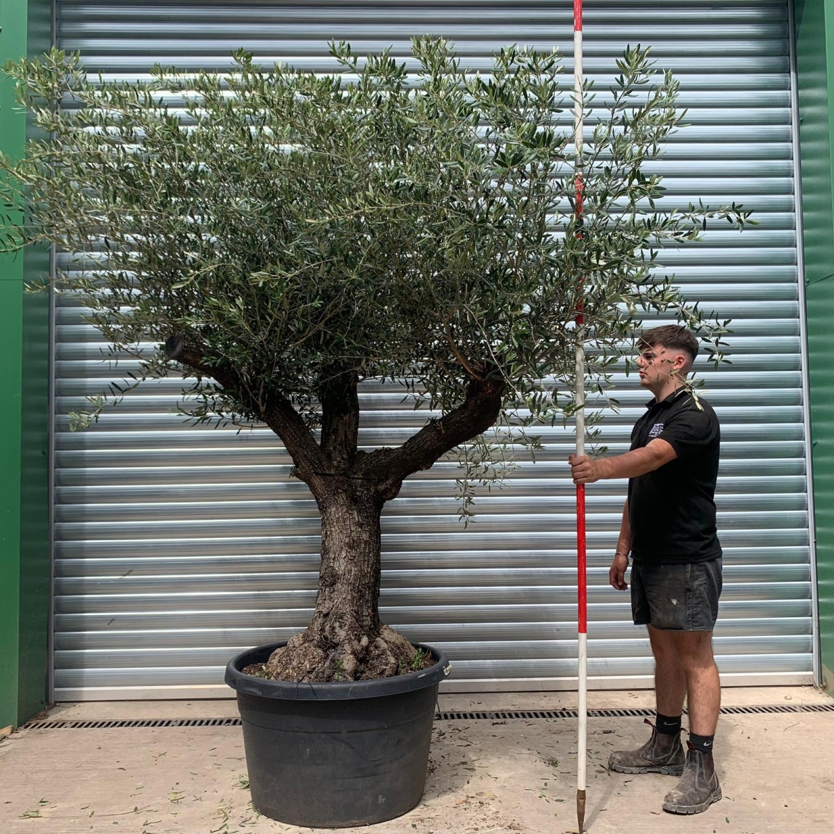 Beautiful Branched Ancient Specimen Olive Fruit Tree 19908
