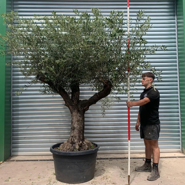 Beautiful Branched Ancient Specimen Olive Fruit Tree 19908