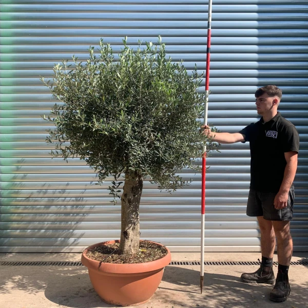 Super Mature Olive Fruit Tree in our Bowl Format 19909