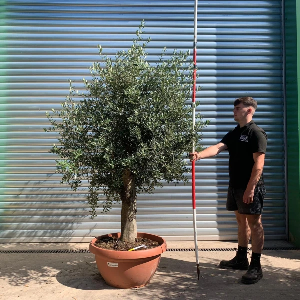 Super Mature Olive Fruit Tree in our Bowl Format 19910