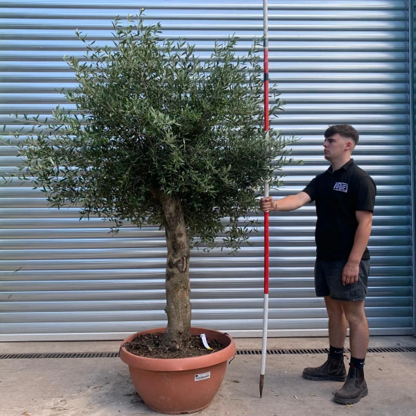 Super Mature Olive Fruit Tree in our Bowl Format 19911