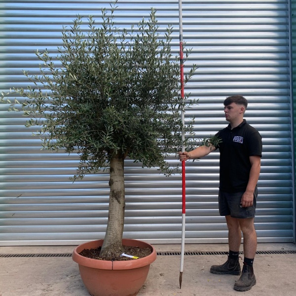 Super Mature Olive Fruit Tree in our Bowl Format 19912