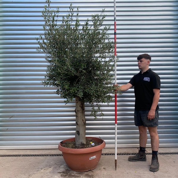 Super Mature Olive Fruit Tree in our Bowl Format 19913