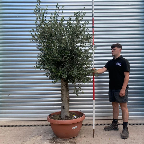 Super Mature Olive Fruit Tree in our Bowl Format 19913