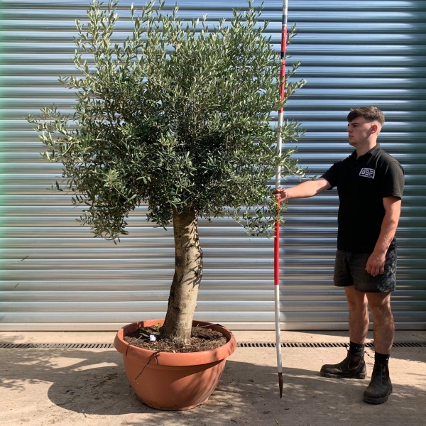 Lovely Mature Olive Fruit Tree in our Bowl Format 19914