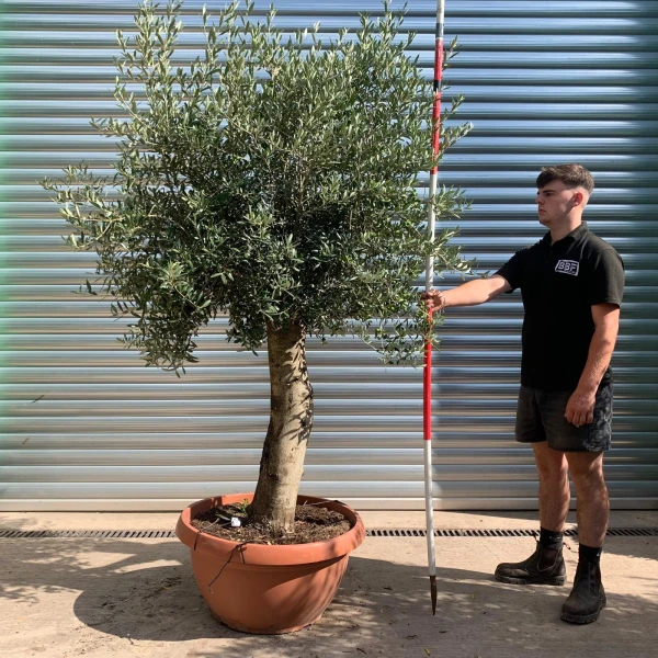 Lovely Mature Olive Fruit Tree in our Bowl Format 19914