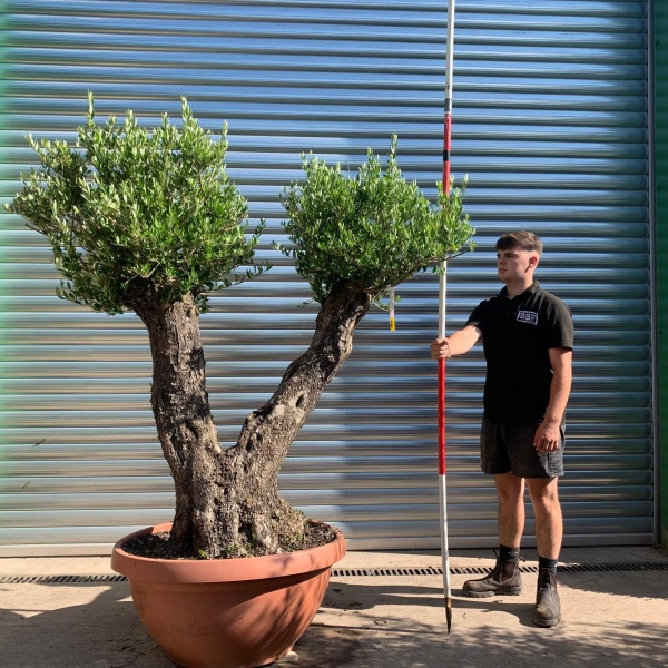 Wonderful Ancient Double Trunk Specimen Olive Fruit Tree 19917