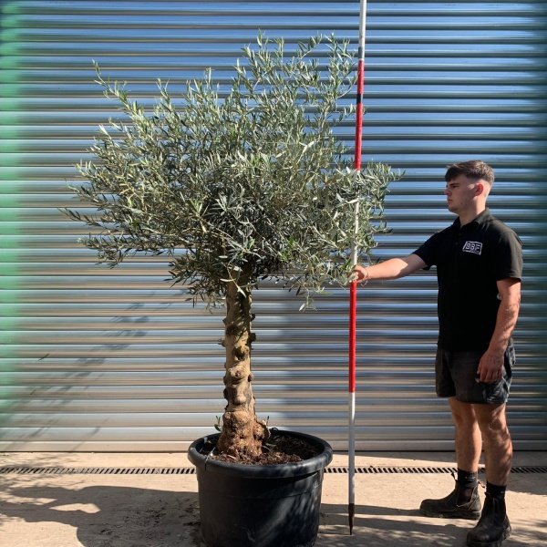 Super Characterful Mature Specimen Olive Fruit Tree 19918