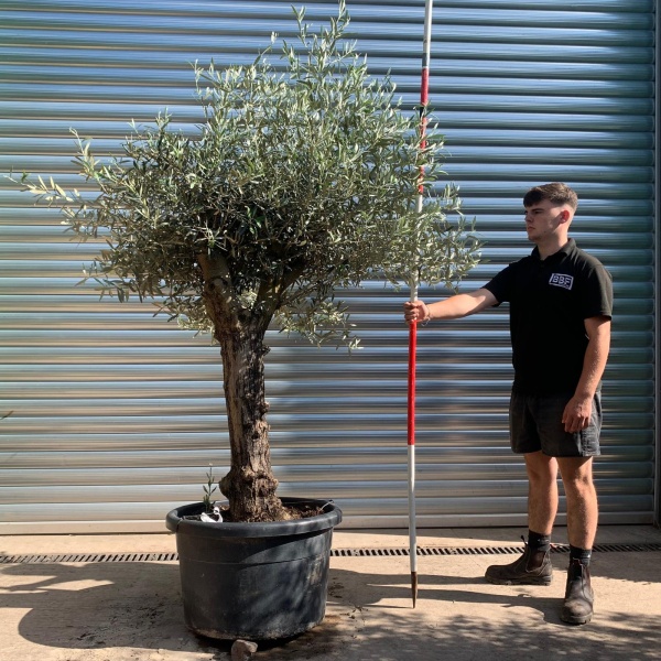 Super Characterful Mature Specimen Olive Fruit Tree 19919