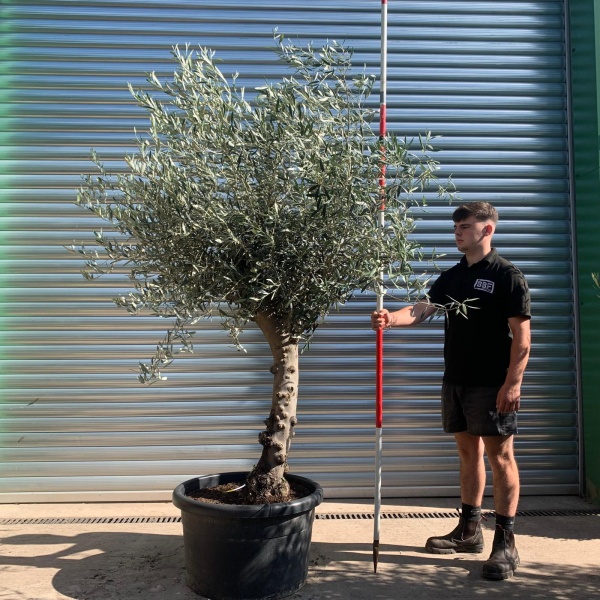Elegant Characterful Mature Specimen Olive Fruit Tree 19920