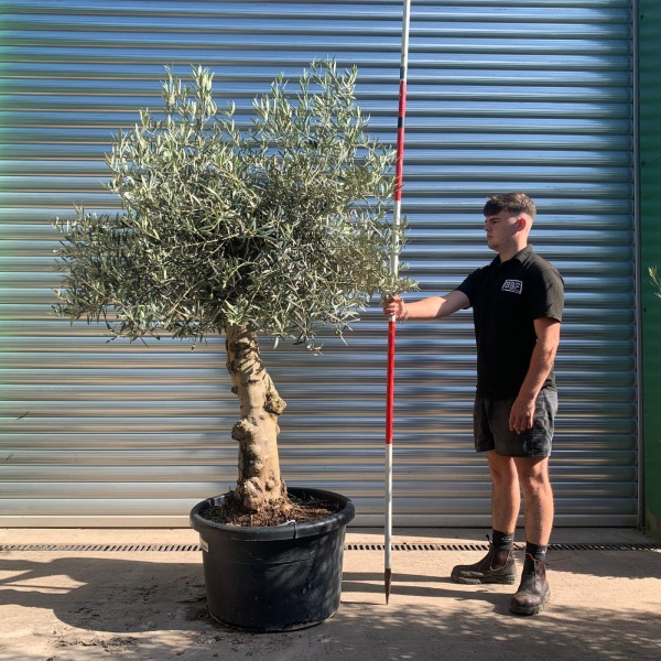 Super Characterful Mature Specimen Olive Fruit Tree 19921