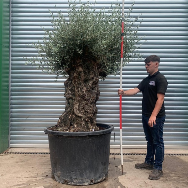 Beautiful Ancient Specimen Olive Fruit Tree 19923