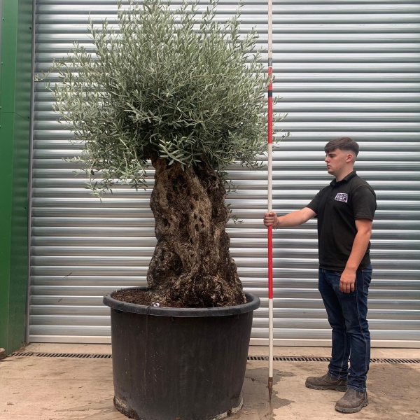 Beautiful Ancient Specimen Olive Fruit Tree 19924