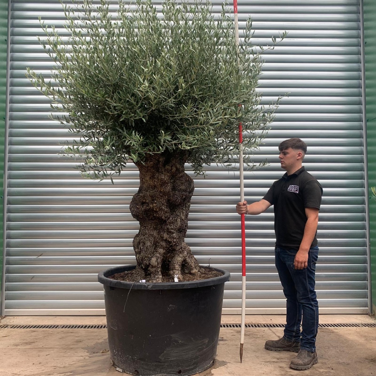 Beautiful Ancient Specimen Olive Fruit Tree 19925