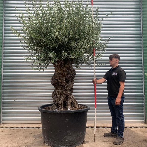 Beautiful Ancient Specimen Olive Fruit Tree 19925