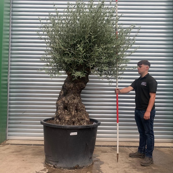 Beautiful Ancient Specimen Olive Fruit Tree 19926