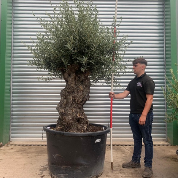 Beautiful Ancient Specimen Olive Fruit Tree 19927