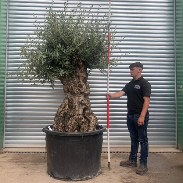 Beautiful Ancient Specimen Olive Fruit Tree 19928