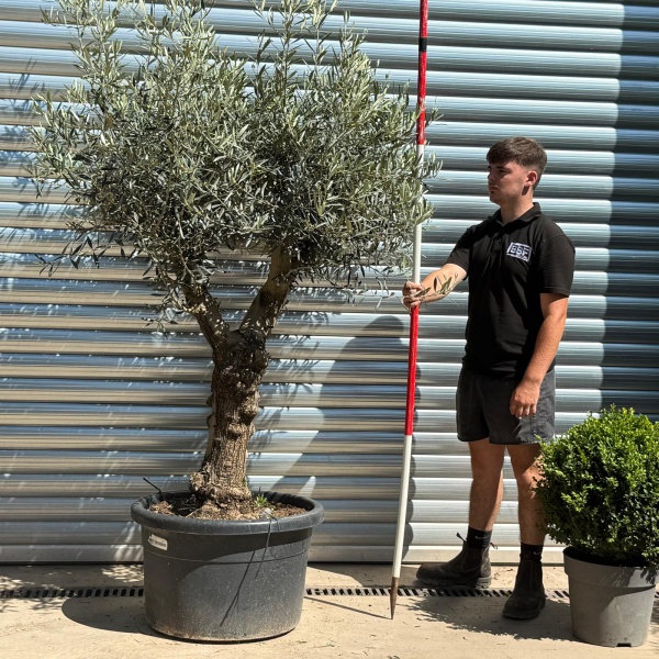 Lovely Forked Characterful Mature Specimen Olive Fruit Tree 19937