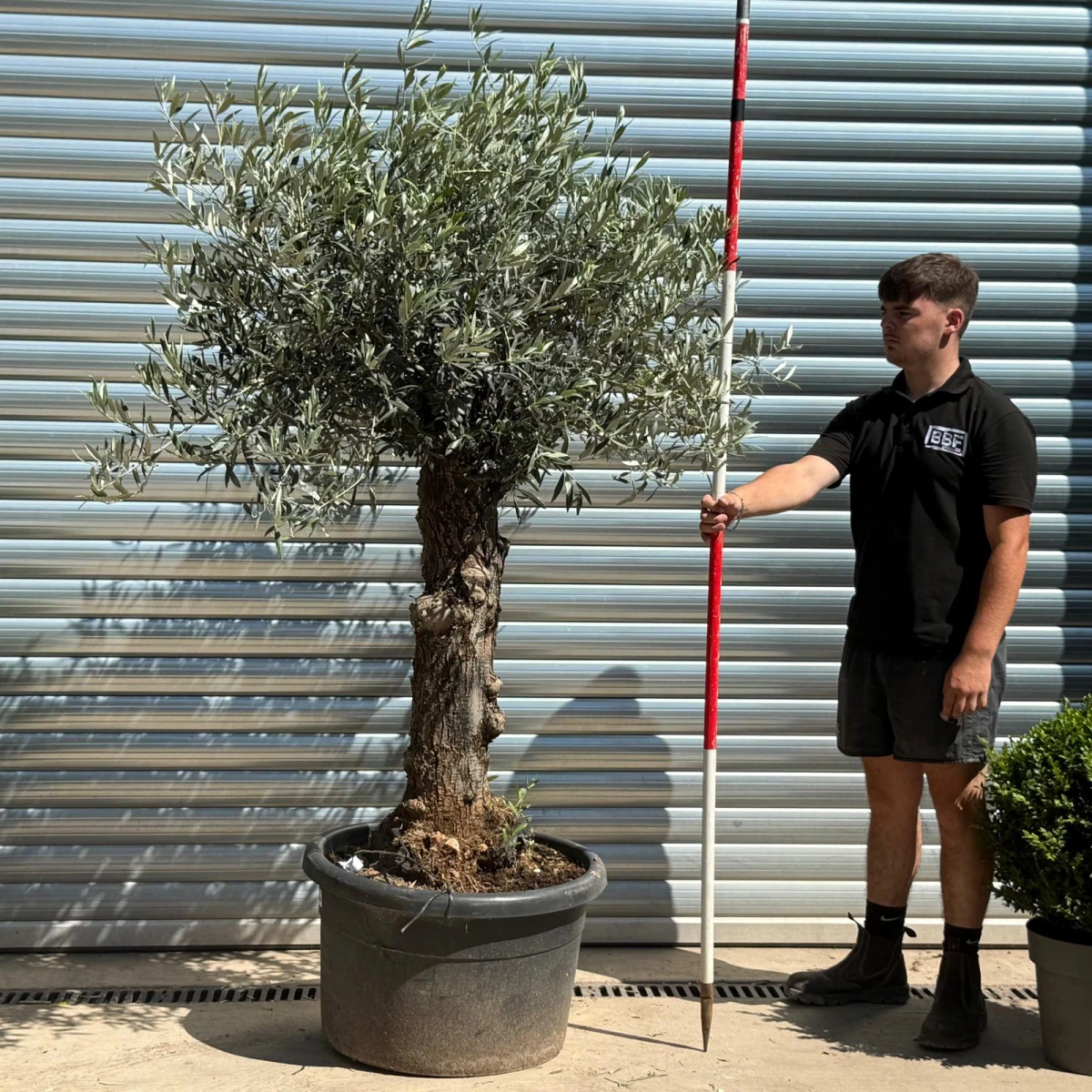 Super Characterful Mature Specimen Olive Fruit Tree 19938