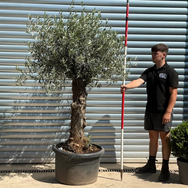 Super Characterful Mature Specimen Olive Fruit Tree 19938