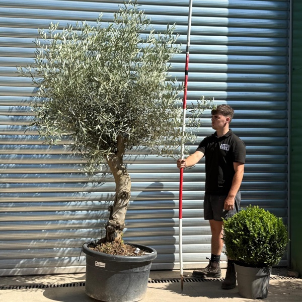 Super Characterful Mature Specimen Olive Fruit Tree 19949