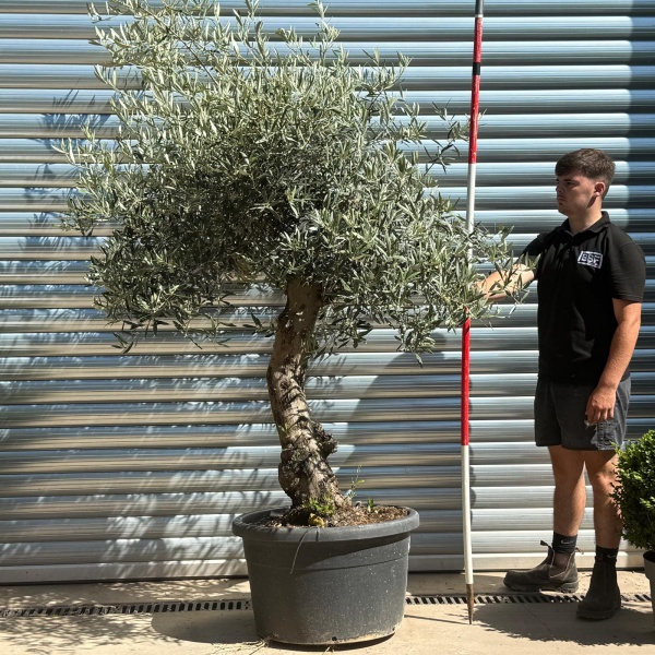 Super Characterful Mature Specimen Olive Fruit Tree 19950