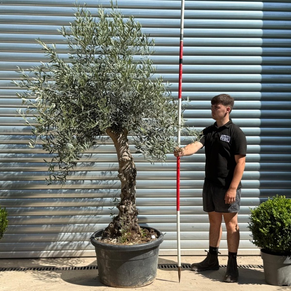 Super Characterful Mature Specimen Olive Fruit Tree 19951