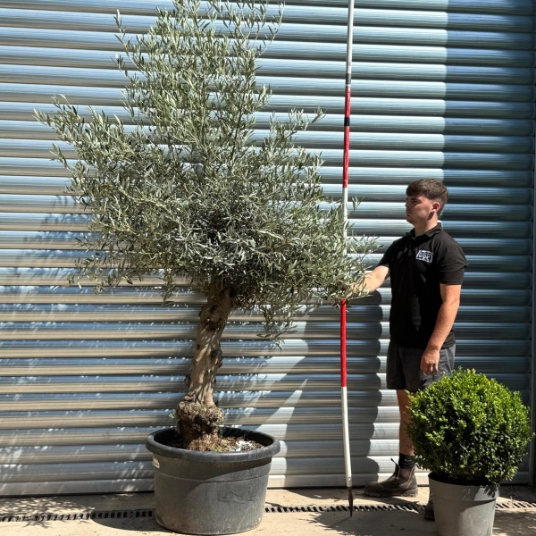 Super Characterful Mature Specimen Olive Fruit Tree 19952