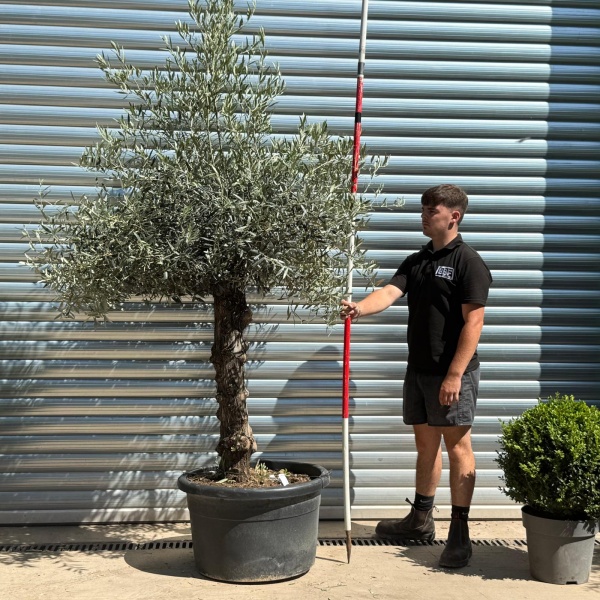 Super Characterful Mature Specimen Olive Fruit Tree 19954