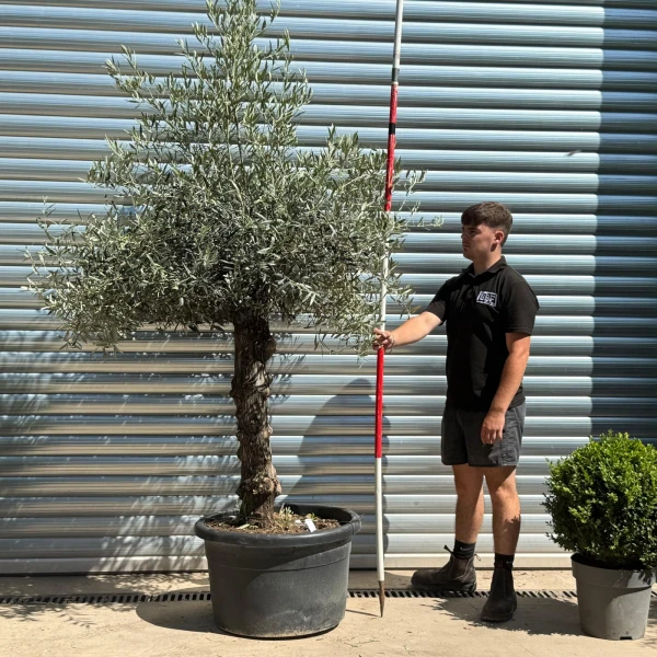 Super Characterful Mature Specimen Olive Fruit Tree 19954