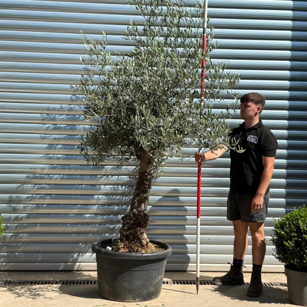 Super Characterful Mature Specimen Olive Fruit Tree 19955