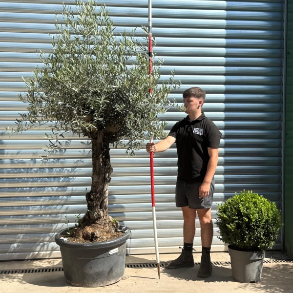 Super Characterful Mature Specimen Olive Fruit Tree 19956