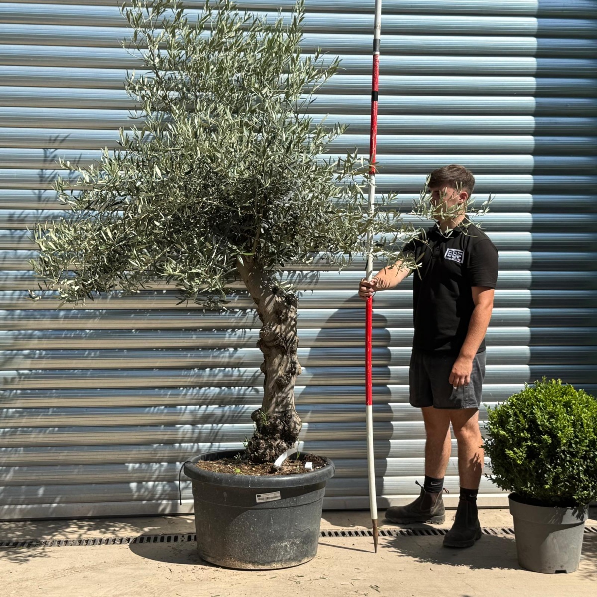 Super Characterful Mature Specimen Olive Fruit Tree 19957
