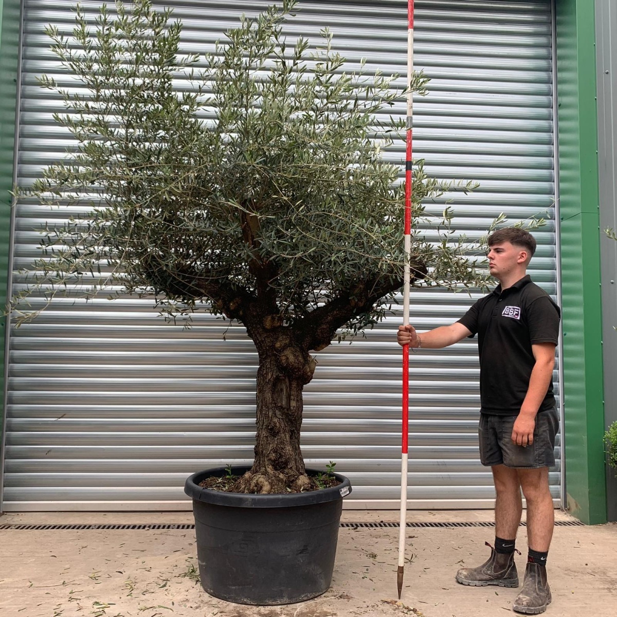 Beautiful Branched Ancient Specimen Olive Fruit Tree - code1