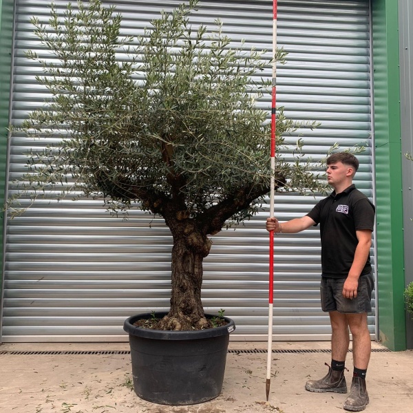Beautiful Branched Ancient Specimen Olive Fruit Tree - code1