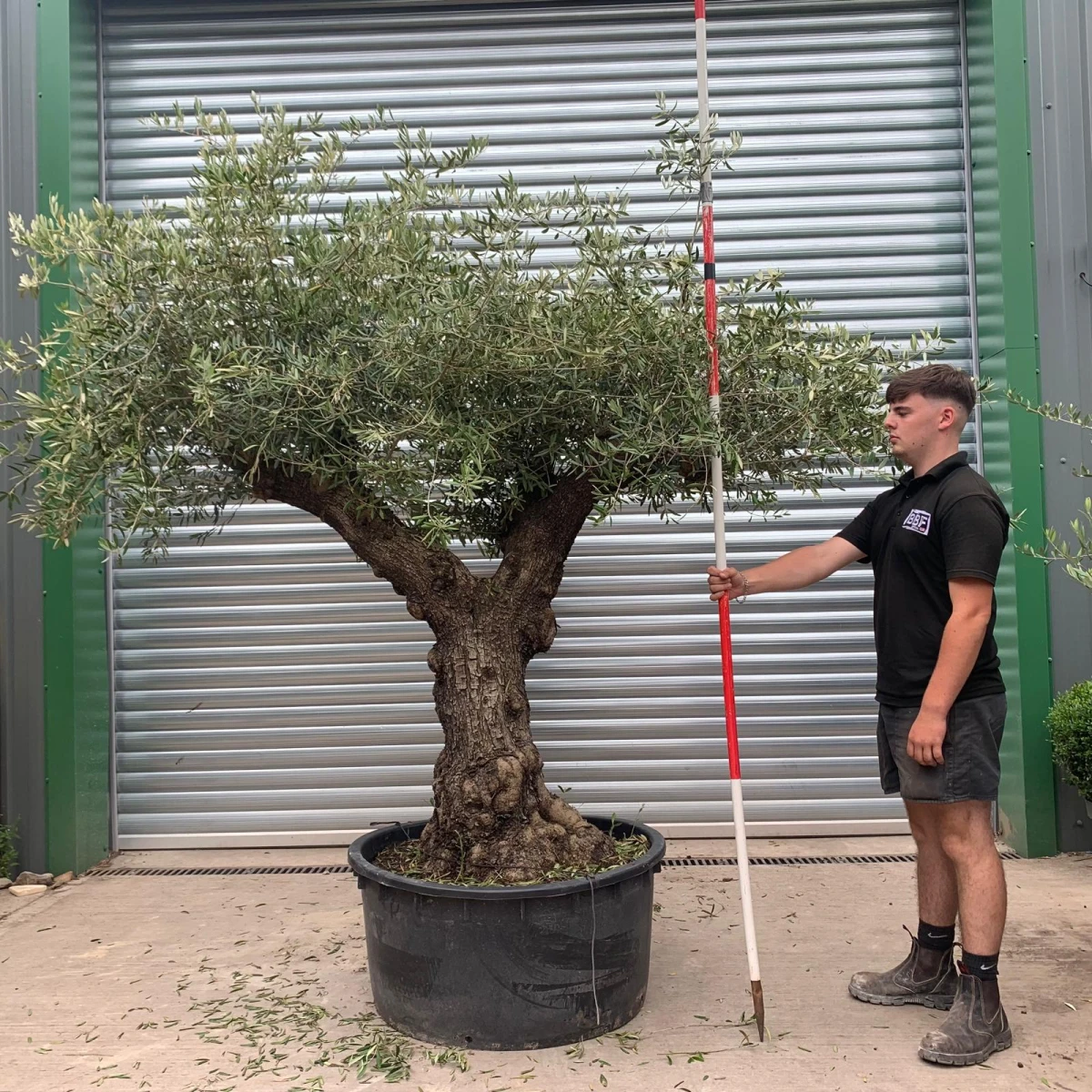 Beautiful Branched Ancient Specimen Olive Fruit Tree - code2