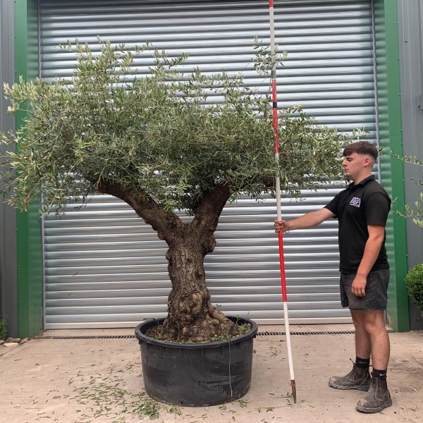 Beautiful Branched Ancient Specimen Olive Fruit Tree - code2