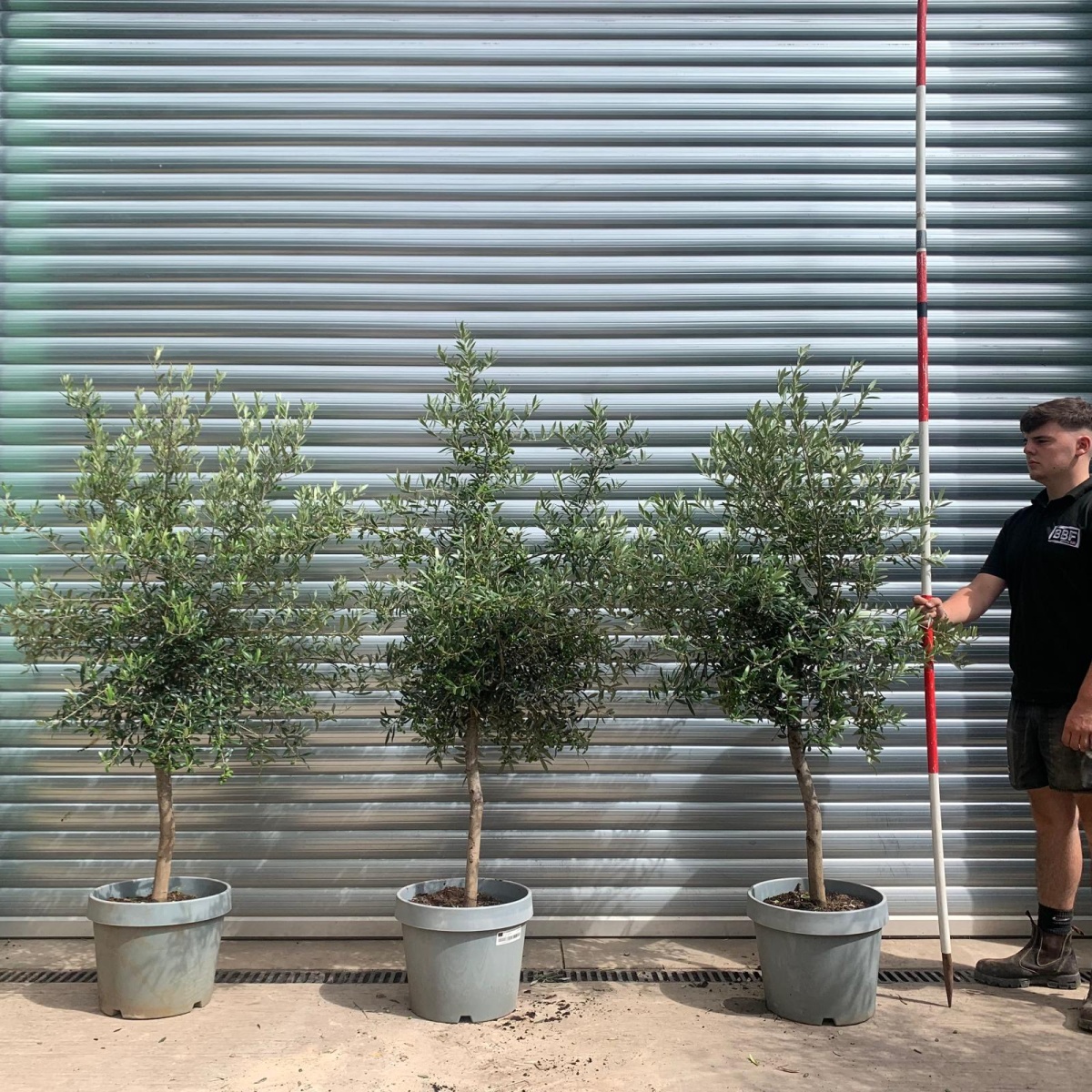 The Super Milan TRIO Olive Fruit Tree Specimens