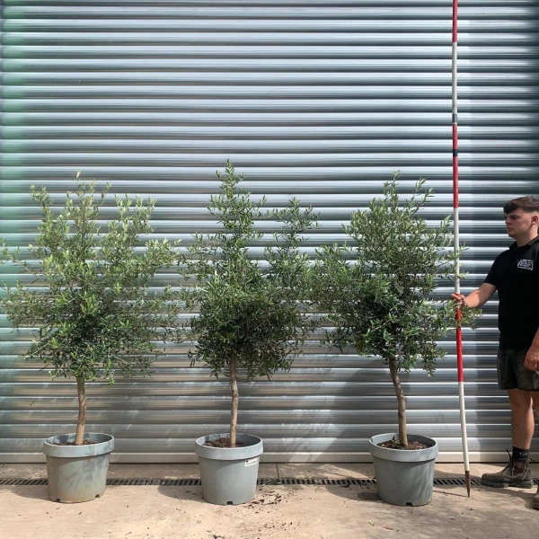The Super Milan TRIO Olive Fruit Tree Specimens