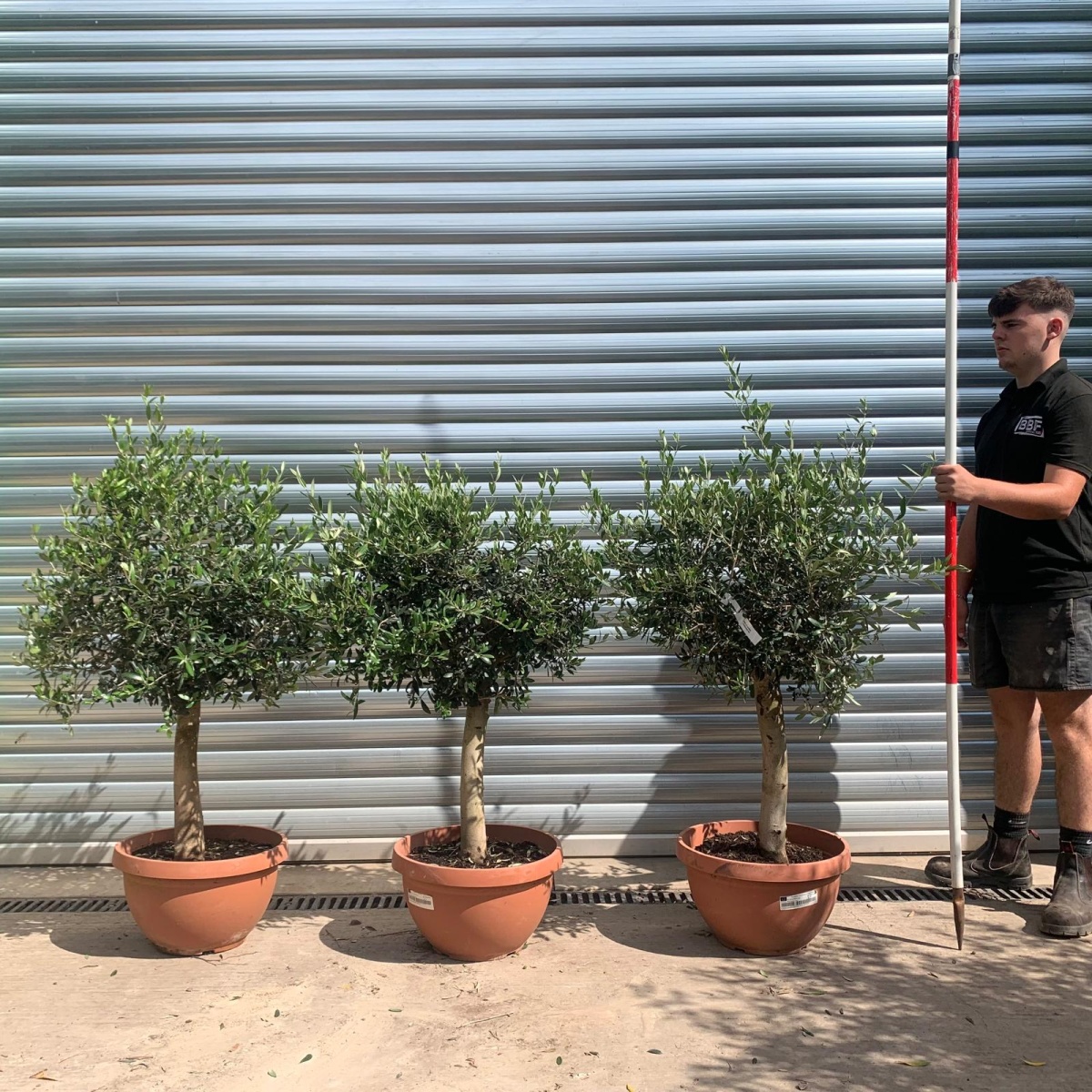 The Super Paris TRIO Olive Fruit Tree Specimens in Our Bowl Format (Generic)