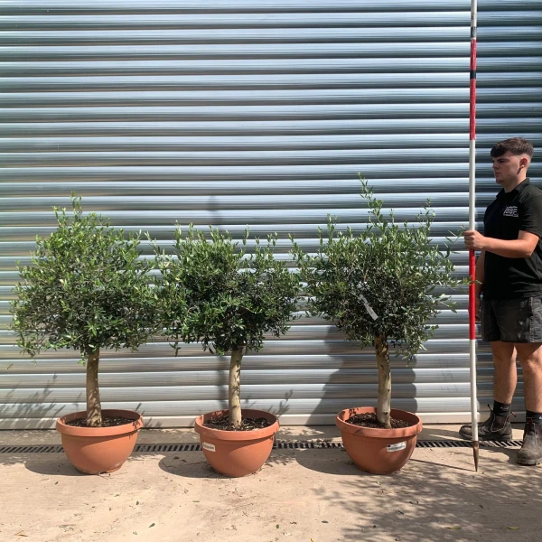 The Super Paris TRIO Olive Fruit Tree Specimens in Our Bowl Format